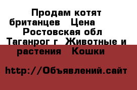 Продам котят британцев › Цена ­ 500 - Ростовская обл., Таганрог г. Животные и растения » Кошки   